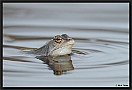 Heikikker, Moorfrog, Rana arvalis Location: Twente, the Netherlands heikikker MG 5582 kopie